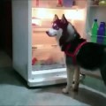 Husky resuelve su problema de aclimatación