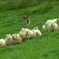 20.000 euros de multa por provocar su perro una estampida de ovejas