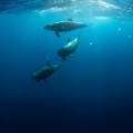 Usarán inteligencia artificial para traducir a los delfines (ING)