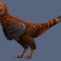 Las primeras plumas de los dinosaurios fueron asimétricas