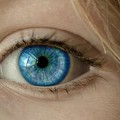 La dilatación ocular es específica del sexo, pero no sexualmente explícita [eng]