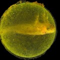 Una simbiosis extraña, las algas que viven dentro de las células de las salamandras [ENG]