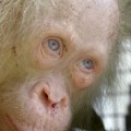 Rescatan en Indonesia a una orangután albina que habían capturado y encerrado en una jaula