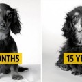 Cómo envejecen los perros: un proyecto fotográfico fascinante