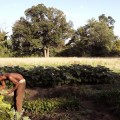 De cómo un grupo de insectos evitó su extinción escondiéndose en un arbusto (documental animado) [ENG]