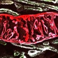 Las mitocondrias dentro de nuestras células alcanzan una temperatura de 50 °C (ING)