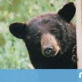 Qué hacer si te topas con un oso en medio del bosque: manual de instrucciones para salir con vida