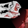 Tiranosaurio rex ejercía una fuerza récord con su mordida (ENG)