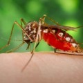 El Zika provoca atrofia testicular (testado en ratones)