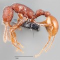 El primer nido de hormiga T.Rex revela que no hay reina