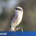 Esta es el ave más rara de España: solo queda una pareja
