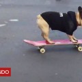 El divertido talento de un cachorro de bulldog para andar en patineta