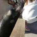 Un león marino  arrastra a una niña desde el puerto al agua en Canadá