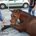 Un caballo se derrumba de cansancio tras una jornada completa en la Feria de Jerez