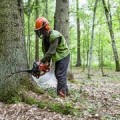 "Mis peores pesadillas se están haciendo realidad": el último bosque primitivo de Europa "al borde del colapso" [eng]