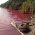 Empresa china envenena reserva natural de agua dulce y playa en Gambia [eng]