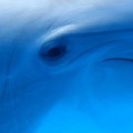 Crean una pantalla táctil para que los delfines puedan interactuar con aplicaciones (ING)