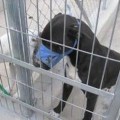 El juez manda a la cárcel al dueño de los perros que mataron a dentelladas a un hombre en Alicante