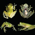 Descubren una nueva especie de rana transparente que muestra su corazón latiendo (ING)