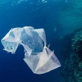 Microbios recién evolucionados podrían estar biodegradando plástico en los océanos