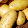 Agricultores españoles dejan morir la patata porque les sale más barato que venderla