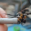 Esta libélula Cyborg (modificada  genéticamente) es el drone mas pequeño [EN]