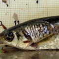 Encuentran en Portugal un tipo de pez que se reproduce por androgénesis