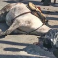 Primer caballo fallecido en el camino al Rocío