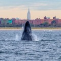 Un gran número de ballenas jorobadas regresan a Nueva York por primera vez en un siglo [ENG]
