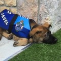 Gavel, el perro que no pudo ser policía por ser demasiado tierno