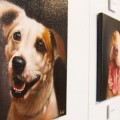 Artista pinta retratos de 100 perros de refugios de animales para promover la adopción (ENG)