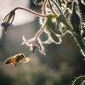 El SOS de las abejas ante el cambio climático