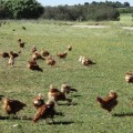 El mayor productor de huevos de España eliminará las jaulas para sus gallinas