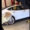 Un mecánico rescata a un gato atrapado en el interior del parachoques trasero de un Tesla