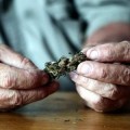 Autocultivo, consumo y venta permitidos: la propuesta de marihuana legal que los expertos proponen al Congreso