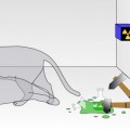 La suerte del gato de Schrödinger no la decide el observador