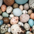 Cascando (el misterio de la forma de) los huevos [ENG]