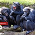 El secreto de por qué los chimpancés son más fuertes que los seres humanos