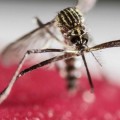 Mosquitos con Wolchabia: ¿el fin del dengue y el zika?