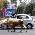 Una turba de cien personas asesina a un hombre en la India por transportar carne de vaca