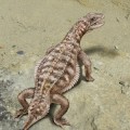 Raro y excepcionalmente bien preservado fósil revela estilo de vida de antiguos reptiles blindados (ENG)