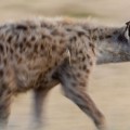 Arqueólogos españoles descubren una letrina de hienas de un millón de años de antigüedad