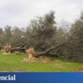Andalucía tiembla por la llegada del ébola del olivo: "Esto ya no lo paramos"