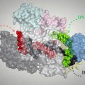 Un nuevo bisturí molecular actúa como un GPS para mejorar la edición genética