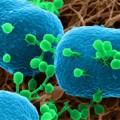 Iones de helio utilizados para captar la imagen de virus atacando a una bacteria [eng]