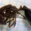 Japón examina con urgencia sus puertos tras encontrar una reina de hormiga de fuego en Osaka