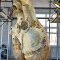 Cómo preservar el corazón de 200 kg de una ballena azul en cinco pasos
