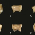 ‘Sacar un tesoro de un diente’: hallan ADN de una especie homínida antigua
