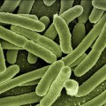 Científicos de Harvard introducen un GIF en el ADN de la bacteria Escherichia coli