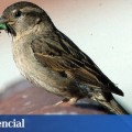 Animales: El plan de Carmena para salvar a gorriones y golondrinas y frenar a las invasoras cotorras